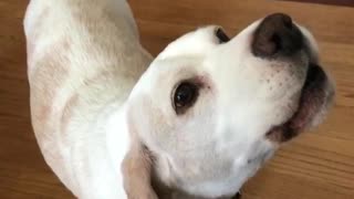 Dog howls while owner plays piano