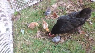 Mother Hen Teaching Chicks To Find Food