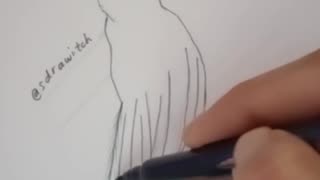 Peacock Line Drawing