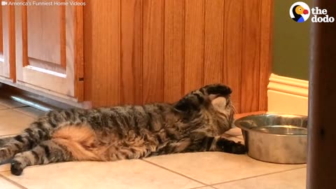 LAZY Cat Drinks Water in the CHILLEST Way Possible | The Dodo