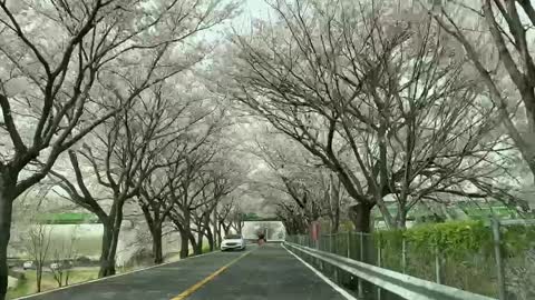 Snowing sakura tunnel