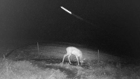 Trail Cam videos 2021