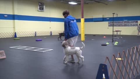 Dog Training (Establishing Respect) /