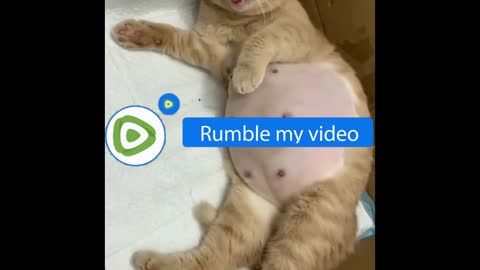 obesity kitten