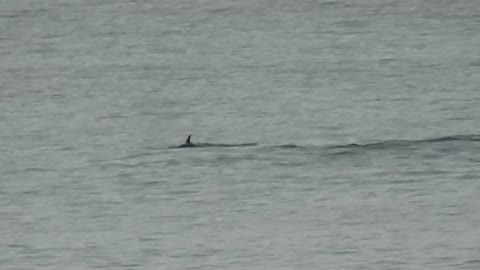 Spotting New Zealand Dolphins With The World's Best Zoom