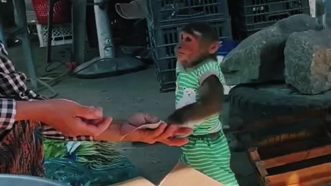 This monkey obeying owner.Watch Till End & Enjoy.