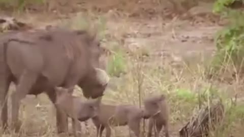 Rhino Fighting Lions😲😲😲