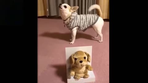 Cute And Funny Pets view