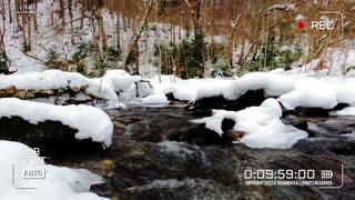 🔴Nature Euphoria | Winter Watch | Video 002