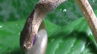 Snake VS Snail who will win ?