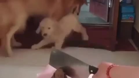 Funny Dogs Reacting When Watching A Dog Cake Cut