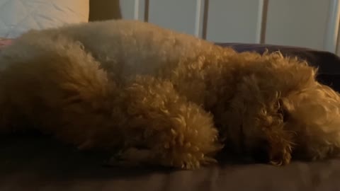 snoring dog