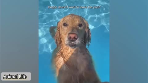The funniest dogs plying with water compilation of 2024