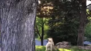 White dog holding other brown dogs leash