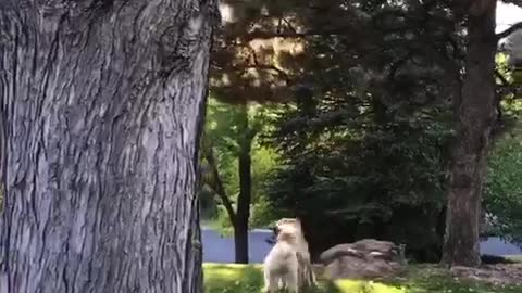 White dog holding other brown dogs leash