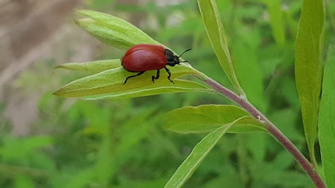 Poplar leaf beetle nice.