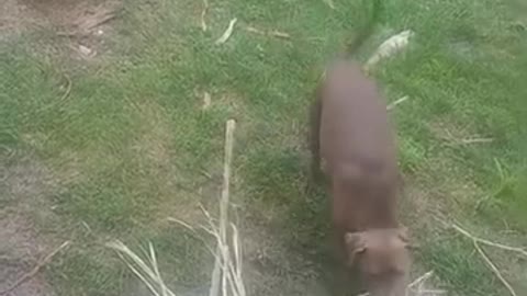 Weimaraner hits man in balls with palm tree