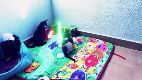 Gatitos Jedi se enfrentan en una épica batalla con sables luminosos