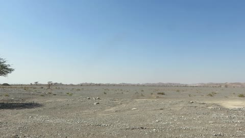 Wild Camel in Desert Oman