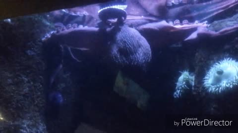 Stunning Giant Pacific Octopus Gets Fed Watch Her Change Color And Texture Walter Scott Aquarium