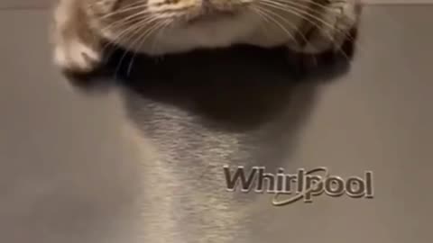 Cat video | Fanny cat video | Kitty cat video