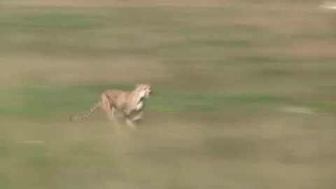 cheetah hunting gazelle and wild boar