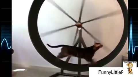 Funny Dogs and Cats very cool