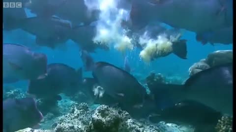 What Does a Humphead Parrotfish Eat? | Blue Planet | BBC Earth