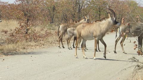 Roan Antilope
