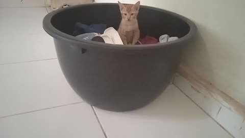 in a bucket and in a pile of his favorite cloth
