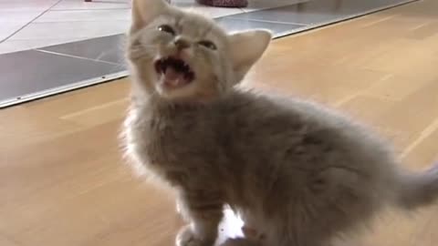 Cute munchkin baby kitten talks too much