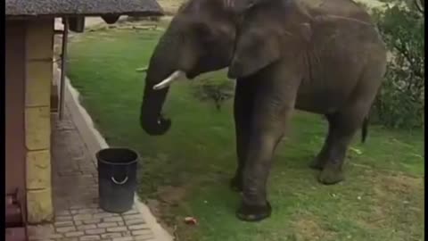 Elephant throws trash away