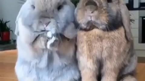 Hey I am Rabbit meet my Crazy Friend #funny Videos