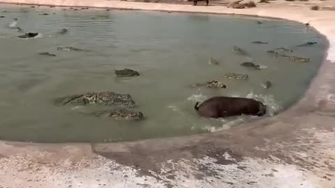 Crocodile 🐊 attack on Pig