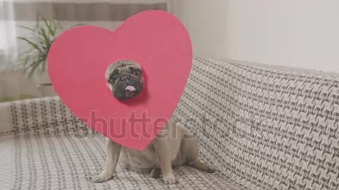 Cute pug dog