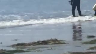 Guy in black wet suit walking slowly into water with flippers