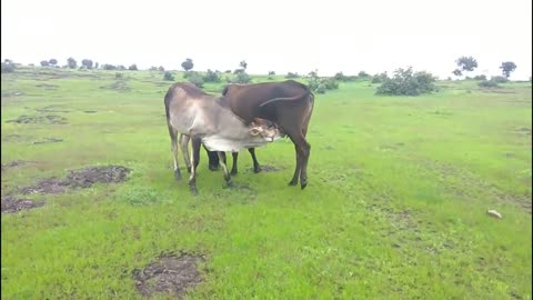 Cow Feeding Calf To Drink Her Milk - Kids Cow Video - Cow Video With Mooing Sound - Cow Bell Sound