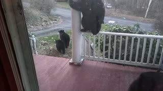 Bear Family is Back for a Visit