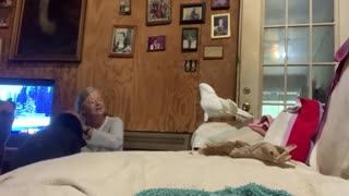Cockatoo act indignant when told not to tear up the remote