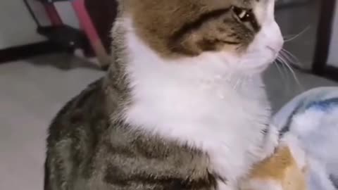 Funny Animal | What's the funniest thing your cat has ever done?