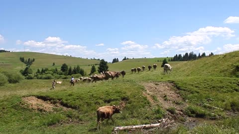 cows and beautiful nature in carpathian mountains