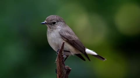 Wildlife in closer view with a natural perspective.