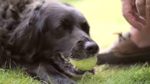 This funny dog is a tennis fan who plays tennis