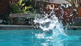 Daschund Swimming Slow Motion