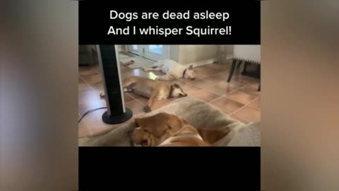 Doggies Run! Squirrel