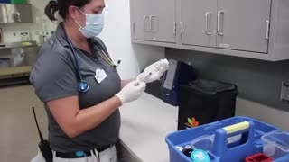 Tampa Zoo vaccinating skunks against COVID-19