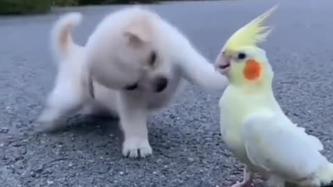 Puppy play with white parrot