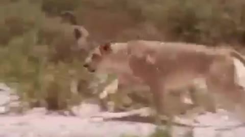A hungry hunting lion See what he did