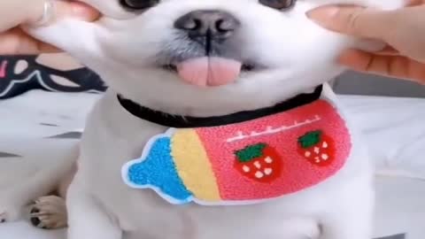 Cute Puppy | Funny