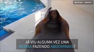 Essa morsa faz mais abdominais que muita gente!